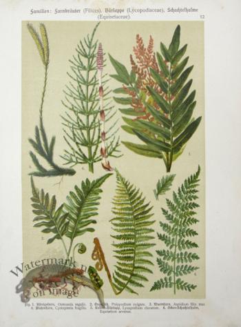 Botanical Atlas 1911 07